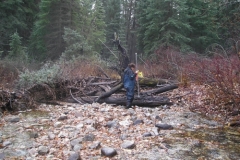 Dale-Creek-Site-13-logjam-below-culvert