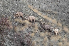 MountainSheep