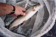 NTA_BT_2002
