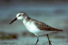 SandPiper